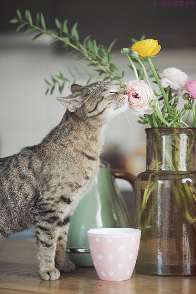 家里來了一大波萌萌噠動物，正在搞事情？！