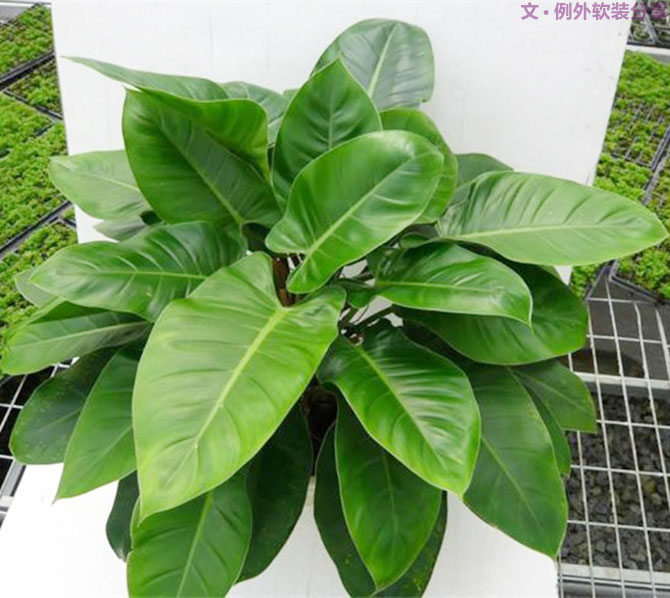 不能不知的家居綠植選擇、養(yǎng)護技巧，居家必備！-別墅設計,軟裝設計,室內(nèi)設計,豪宅設計,深圳例外軟裝設計公司