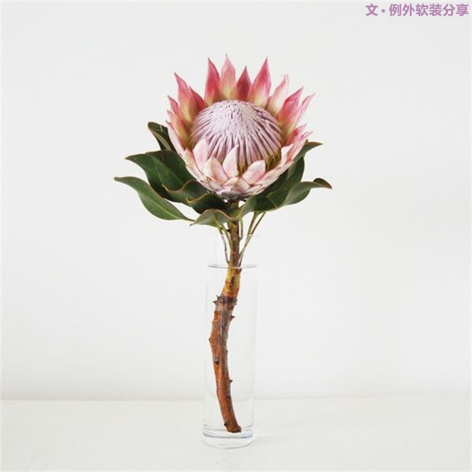 【例外·花箋記】沒有哪個(gè)姑娘能拒絕這樣一支奇葩！-別墅設(shè)計(jì),軟裝設(shè)計(jì),室內(nèi)設(shè)計(jì),豪宅設(shè)計(jì),深圳例外軟裝設(shè)計(jì)公司